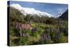 Lupins and Mount Cook, Mount Cook Village, Mount Cook National Park-Stuart Black-Stretched Canvas