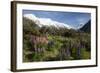 Lupins and Mount Cook, Mount Cook Village, Mount Cook National Park-Stuart Black-Framed Photographic Print