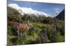 Lupins and Mount Cook, Mount Cook Village, Mount Cook National Park-Stuart Black-Mounted Photographic Print