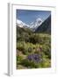 Lupins and Mount Cook, Mount Cook Village, Mount Cook National Park-Stuart Black-Framed Photographic Print