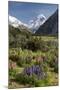 Lupins and Mount Cook, Mount Cook Village, Mount Cook National Park-Stuart Black-Mounted Photographic Print