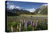 Lupins and Mount Cook, Mount Cook Village, Mount Cook National Park-Stuart Black-Stretched Canvas