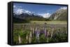 Lupins and Mount Cook, Mount Cook Village, Mount Cook National Park-Stuart Black-Framed Stretched Canvas