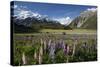 Lupins and Mount Cook, Mount Cook Village, Mount Cook National Park-Stuart Black-Stretched Canvas