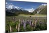 Lupins and Mount Cook, Mount Cook Village, Mount Cook National Park-Stuart Black-Mounted Photographic Print