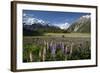 Lupins and Mount Cook, Mount Cook Village, Mount Cook National Park-Stuart Black-Framed Photographic Print