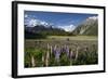 Lupins and Mount Cook, Mount Cook Village, Mount Cook National Park-Stuart Black-Framed Photographic Print