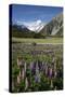 Lupins and Mount Cook, Mount Cook Village, Mount Cook National Park-Stuart Black-Stretched Canvas