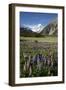 Lupins and Mount Cook, Mount Cook Village, Mount Cook National Park-Stuart Black-Framed Photographic Print