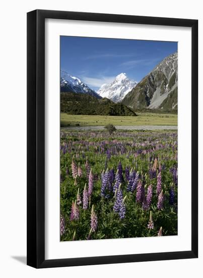 Lupins and Mount Cook, Mount Cook Village, Mount Cook National Park-Stuart Black-Framed Photographic Print