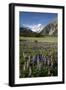 Lupins and Mount Cook, Mount Cook Village, Mount Cook National Park-Stuart Black-Framed Photographic Print