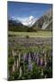 Lupins and Mount Cook, Mount Cook Village, Mount Cook National Park-Stuart Black-Mounted Photographic Print