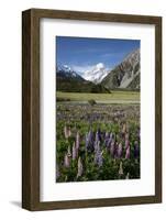 Lupins and Mount Cook, Mount Cook Village, Mount Cook National Park-Stuart Black-Framed Photographic Print