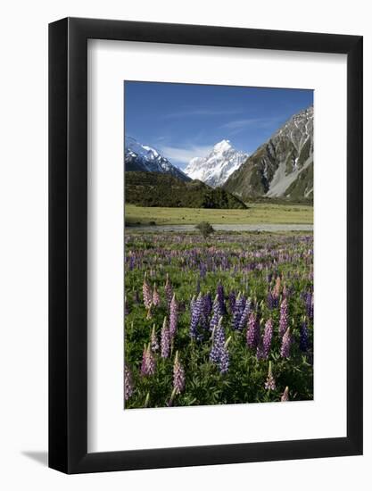 Lupins and Mount Cook, Mount Cook Village, Mount Cook National Park-Stuart Black-Framed Photographic Print