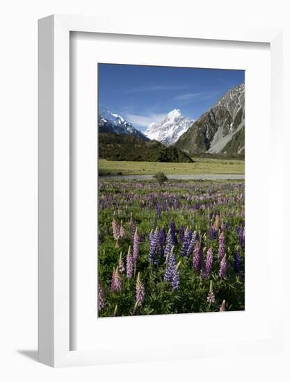 Lupins and Mount Cook, Mount Cook Village, Mount Cook National Park-Stuart Black-Framed Photographic Print