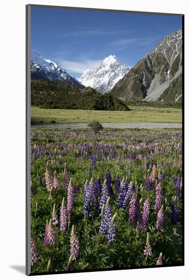 Lupins and Mount Cook, Mount Cook Village, Mount Cook National Park-Stuart Black-Mounted Photographic Print