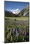 Lupins and Mount Cook, Mount Cook Village, Mount Cook National Park-Stuart Black-Mounted Photographic Print