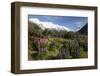 Lupins and Mount Cook, Mount Cook Village, Mount Cook National Park-Stuart Black-Framed Photographic Print