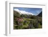 Lupins and Mount Cook, Mount Cook Village, Mount Cook National Park-Stuart Black-Framed Photographic Print