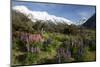 Lupins and Mount Cook, Mount Cook Village, Mount Cook National Park-Stuart Black-Mounted Photographic Print