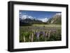 Lupins and Mount Cook, Mount Cook Village, Mount Cook National Park-Stuart Black-Framed Photographic Print