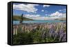 Lupins Beside Lake, Lake Tekapo, Canterbury Region, South Island, New Zealand, Pacific-Stuart Black-Framed Stretched Canvas