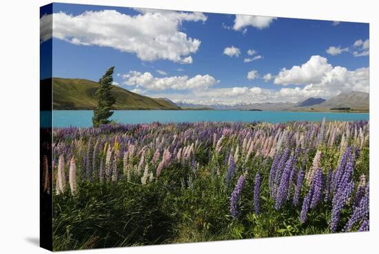 Lupins Beside Lake, Lake Tekapo, Canterbury Region, South Island, New Zealand, Pacific-Stuart Black-Stretched Canvas