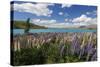 Lupins Beside Lake, Lake Tekapo, Canterbury Region, South Island, New Zealand, Pacific-Stuart Black-Stretched Canvas