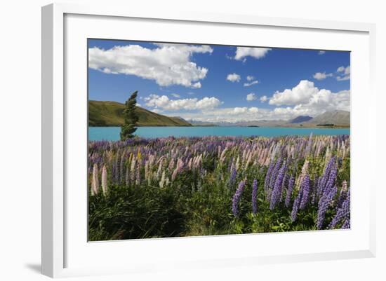 Lupins Beside Lake, Lake Tekapo, Canterbury Region, South Island, New Zealand, Pacific-Stuart Black-Framed Photographic Print