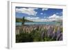 Lupins Beside Lake, Lake Tekapo, Canterbury Region, South Island, New Zealand, Pacific-Stuart Black-Framed Photographic Print