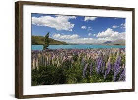 Lupins Beside Lake, Lake Tekapo, Canterbury Region, South Island, New Zealand, Pacific-Stuart Black-Framed Photographic Print
