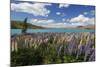 Lupins Beside Lake, Lake Tekapo, Canterbury Region, South Island, New Zealand, Pacific-Stuart Black-Mounted Photographic Print