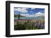 Lupins Beside Lake, Lake Tekapo, Canterbury Region, South Island, New Zealand, Pacific-Stuart Black-Framed Photographic Print