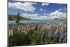 Lupins Beside Lake, Lake Tekapo, Canterbury Region, South Island, New Zealand, Pacific-Stuart Black-Mounted Photographic Print