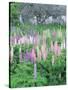 Lupins in an Old Garden, Aviemore, Grampians, Scotland, United Kingdom, Europe-Patrick Dieudonne-Stretched Canvas