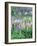 Lupins in an Old Garden, Aviemore, Grampians, Scotland, United Kingdom, Europe-Patrick Dieudonne-Framed Photographic Print