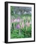 Lupins in an Old Garden, Aviemore, Grampians, Scotland, United Kingdom, Europe-Patrick Dieudonne-Framed Photographic Print