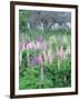 Lupins in an Old Garden, Aviemore, Grampians, Scotland, United Kingdom, Europe-Patrick Dieudonne-Framed Photographic Print