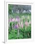 Lupins in an Old Garden, Aviemore, Grampians, Scotland, United Kingdom, Europe-Patrick Dieudonne-Framed Photographic Print