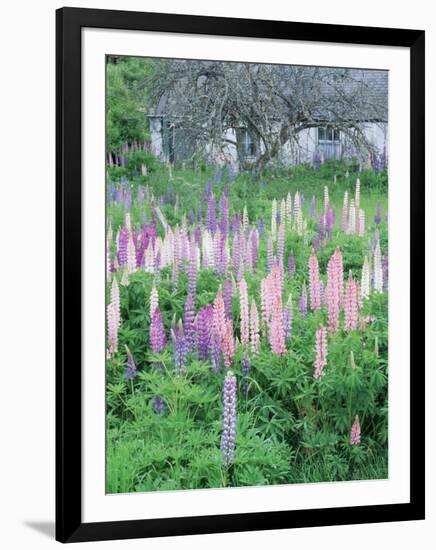 Lupins in an Old Garden, Aviemore, Grampians, Scotland, United Kingdom, Europe-Patrick Dieudonne-Framed Photographic Print