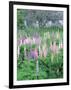 Lupins in an Old Garden, Aviemore, Grampians, Scotland, United Kingdom, Europe-Patrick Dieudonne-Framed Photographic Print