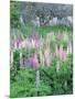 Lupins in an Old Garden, Aviemore, Grampians, Scotland, United Kingdom, Europe-Patrick Dieudonne-Mounted Photographic Print