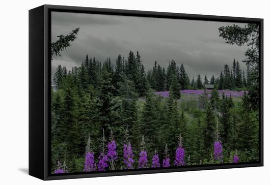 Lupins Near Anchorage, Alaska-Françoise Gaujour-Framed Stretched Canvas