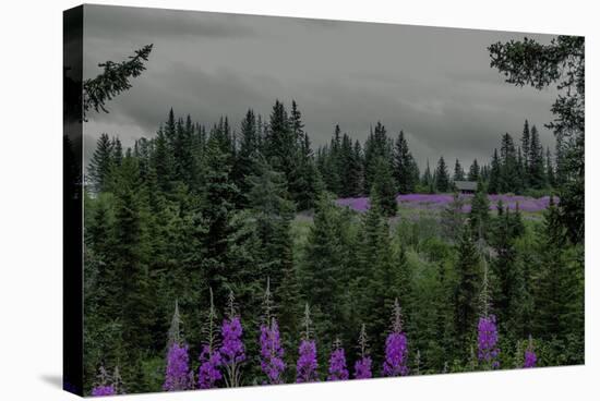 Lupins Near Anchorage, Alaska-Françoise Gaujour-Stretched Canvas