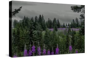 Lupins Near Anchorage, Alaska-Françoise Gaujour-Stretched Canvas