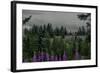 Lupins Near Anchorage, Alaska-Françoise Gaujour-Framed Premium Photographic Print