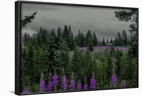 Lupins Near Anchorage, Alaska-Françoise Gaujour-Framed Photographic Print