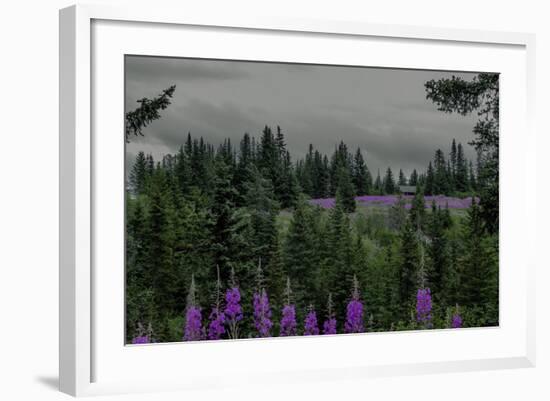 Lupins Near Anchorage, Alaska-Françoise Gaujour-Framed Photographic Print