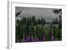 Lupins Near Anchorage, Alaska-Françoise Gaujour-Framed Photographic Print