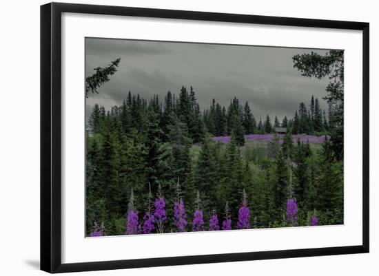 Lupins Near Anchorage, Alaska-Françoise Gaujour-Framed Photographic Print